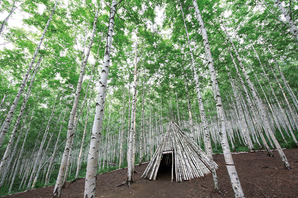 院垈里シラカバ林