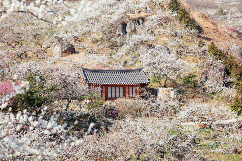 クァンヤン(光陽)梅花村＆青梅農園