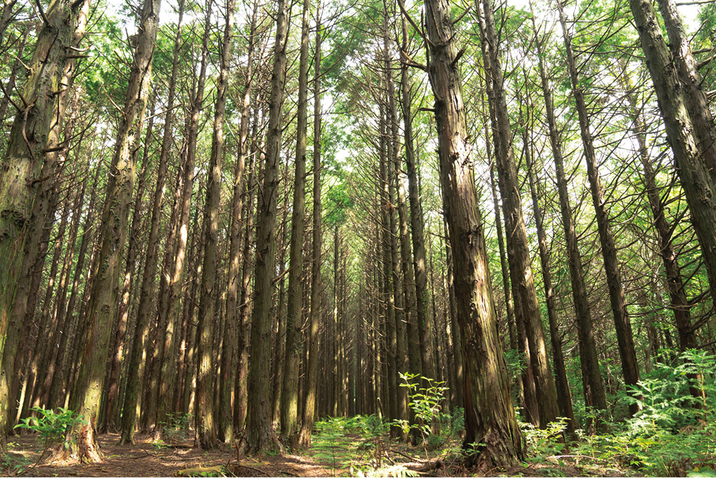 モチェワッ森の道