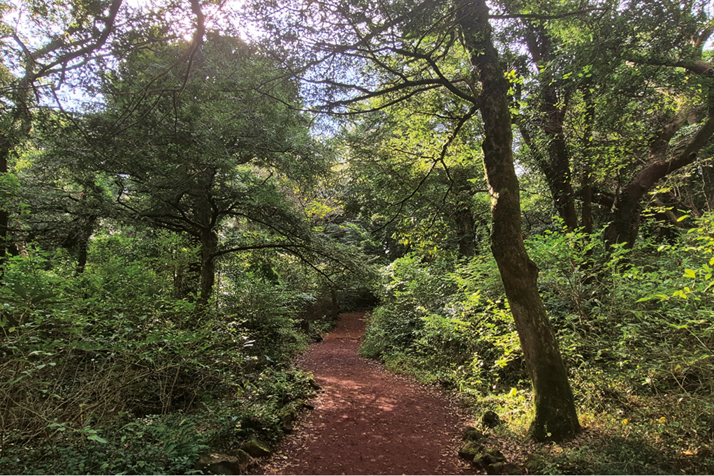 ピジャリム(カヤ林)