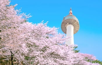 春が来た！美しい花々が満喫できるロマンチックな韓国のベストスポット7