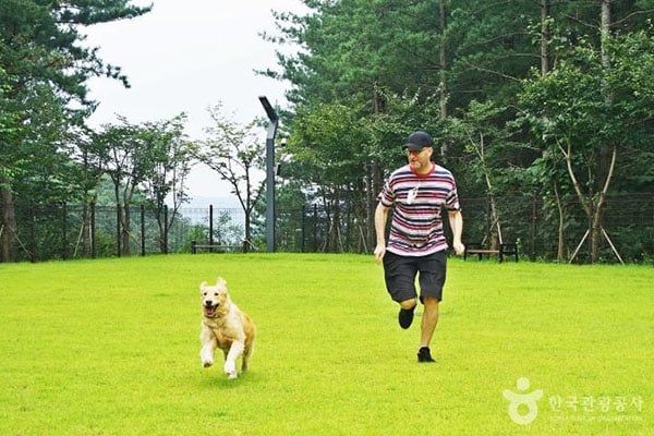 愛犬と楽しむ春川旅行3選