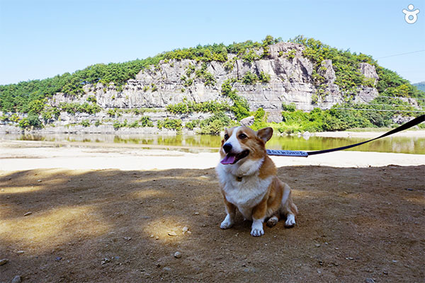 愛犬と出かける安東の旅