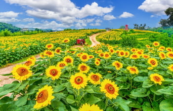 美しい風景で最高の一枚を！夏の韓国、おすすめ花の名所