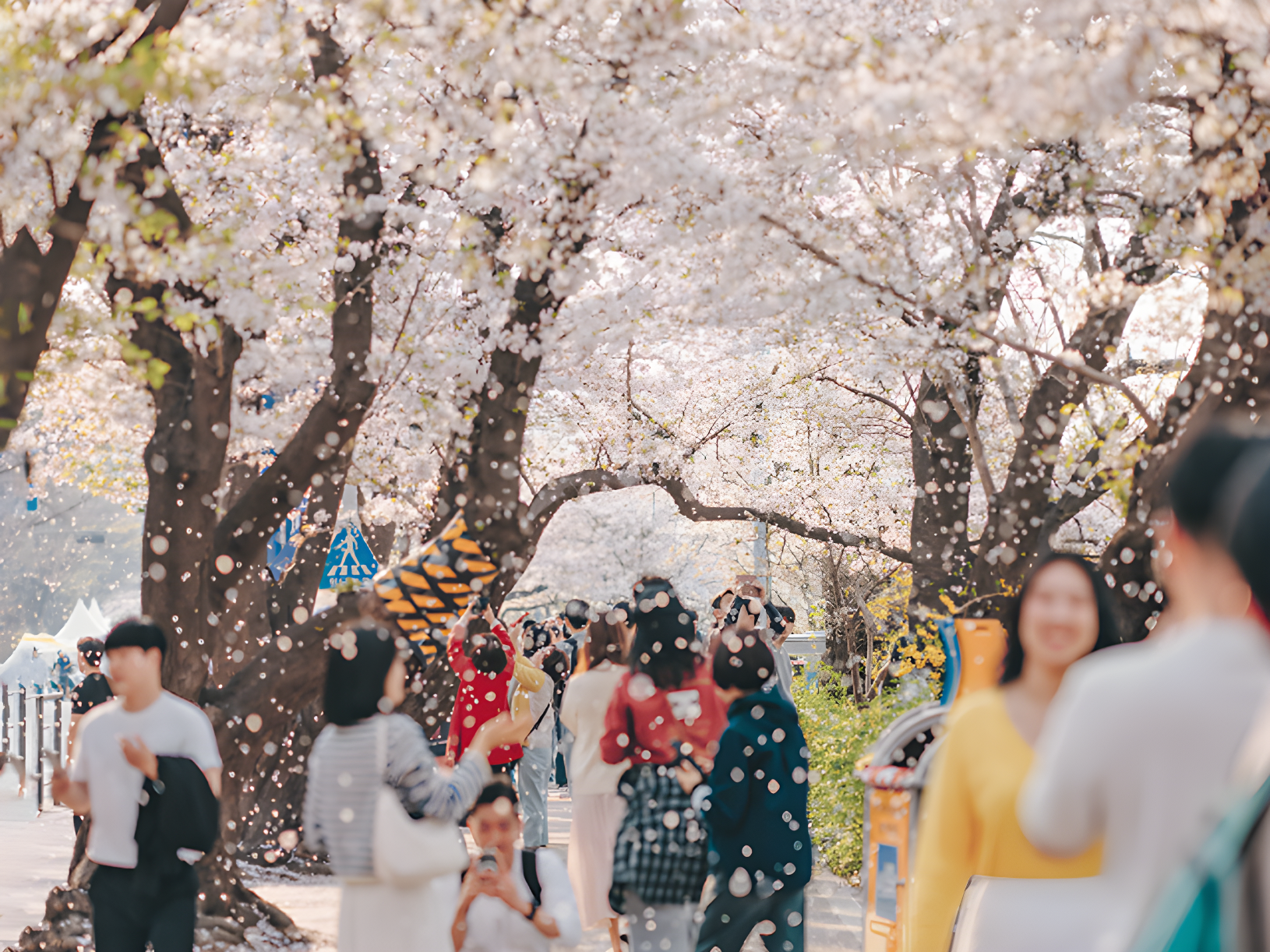 お花見もショッピングも楽しめる、一度で満喫できる韓国のショッピングストリート